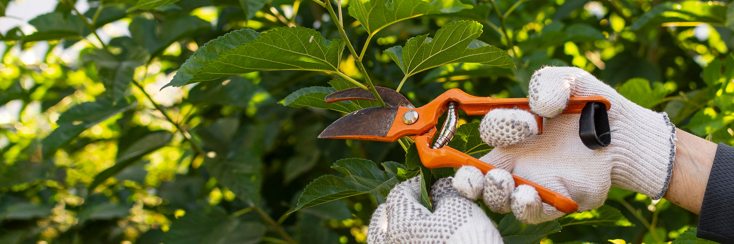 Règles de bon voisinage : tailler les arbres et arbustes